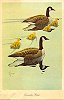 Tidewater Inn Lunch Menu c. 1950