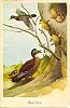Tidewater Inn Breakfast Menu c. 1950