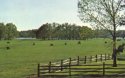 Wye Plantation